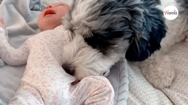 Le bébé pleure à côté du toutou sa réaction prend de court tous les internautes (vidéo)