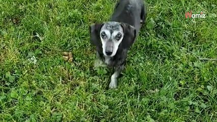 Elle apprend que son chien a un cancer et décide de réaliser tous les rêves de sa vie (vidéo)