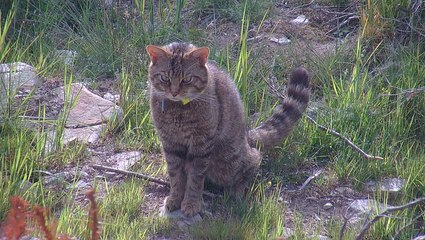 Endangered wildcats released into Scottish national park in historic milestone