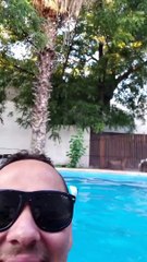 Playful Chihuahua Can't Swim