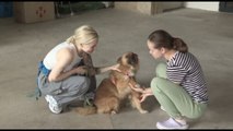 Ucraina, cani e gatti salvati dall'alluvione trovano una nuova casa