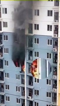 Curiosidade - Cachorro resgatado de 33º Andar de prédio em chamas #Shorts