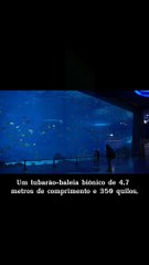 Curiosidade - Tubarão Biônico #Shorts