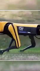 Curiosidades - Cão Robô #Shorts