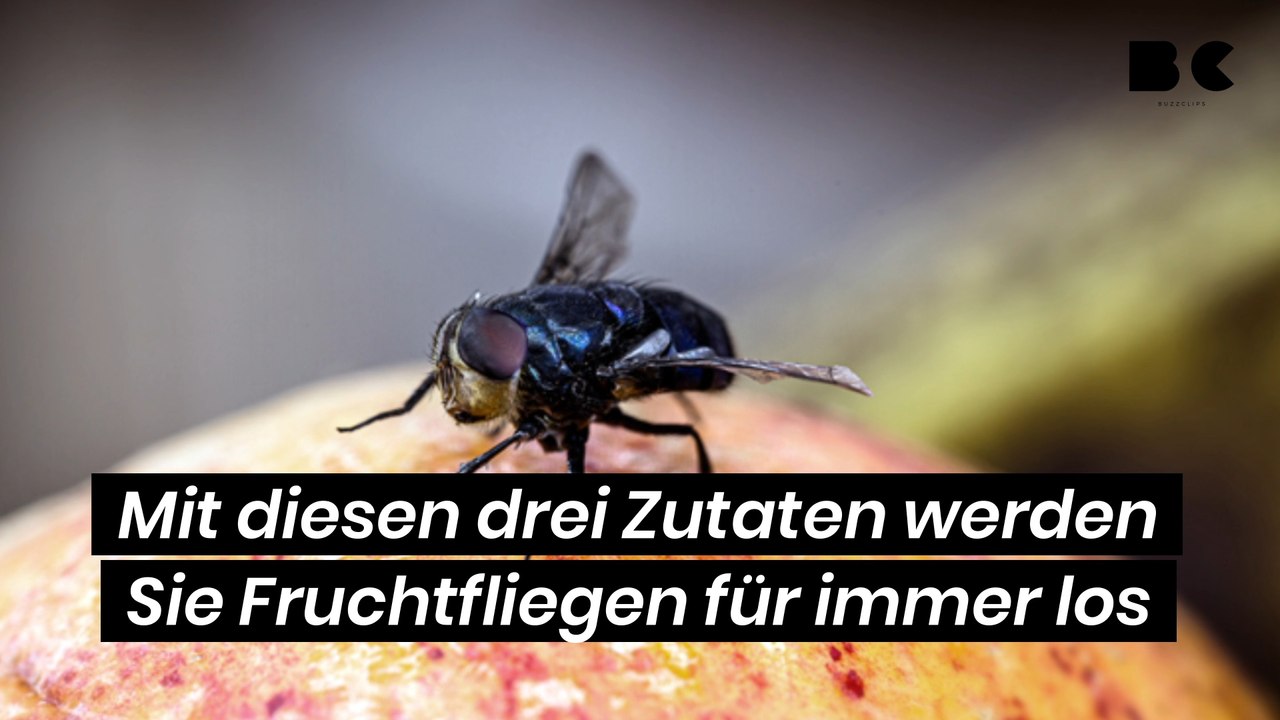 Mit diesen drei Zutaten werden Sie Fruchtfliegen für immer los