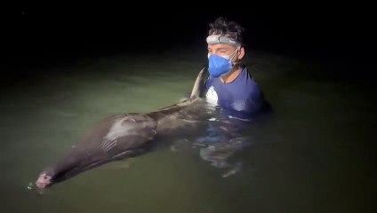 Golfinho fica encalhado às margens de Rio no Camocim