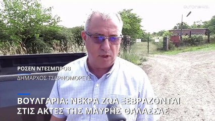 Ξεβράζει νεκρές αγελάδες η Μαύρη Θάλασσα στις βουλγαρικές ακτές