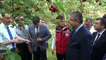 La récolte des cerises pour l'exportation a commencé à Osmaniye