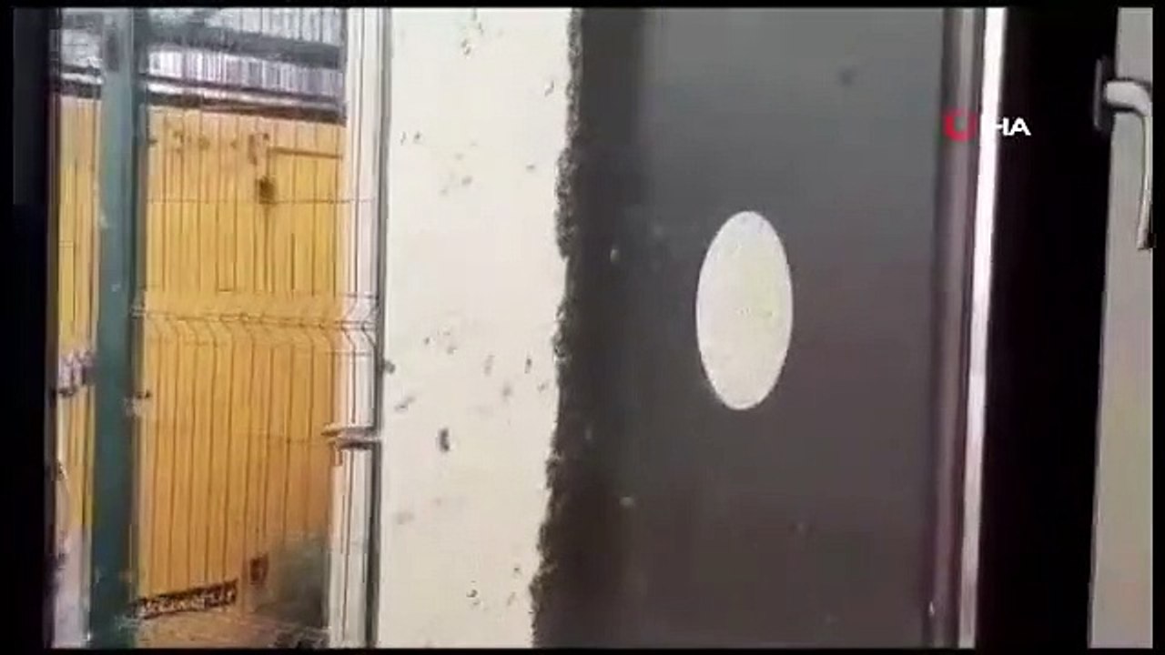 La reine des abeilles qui a essaimé a amené des centaines d'autres abeilles avec elle.