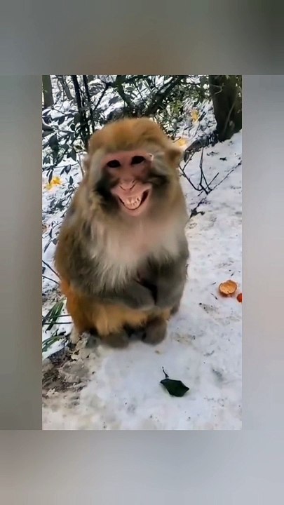 afv funniest videos - funny cat compilation #viral #cat #animals #faww #babycat #shorts