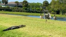 TENSE Moment Alligator CHASED OFF by Birds!