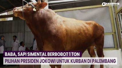 Download Video: Baba, Sapi Simental Berbobot 1 Ton Pilihan Presiden Jokowi untuk Kurban di Palembang