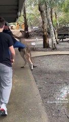 Canguru "luta" com turista norte-americano em parque da Austrália