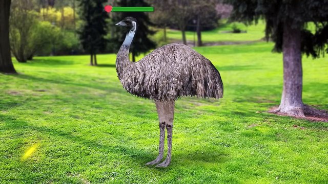 Why Don’t They Eat Billions of Animals in Australia