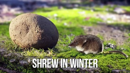 Why Do Fish Become Giants Deep Underwater