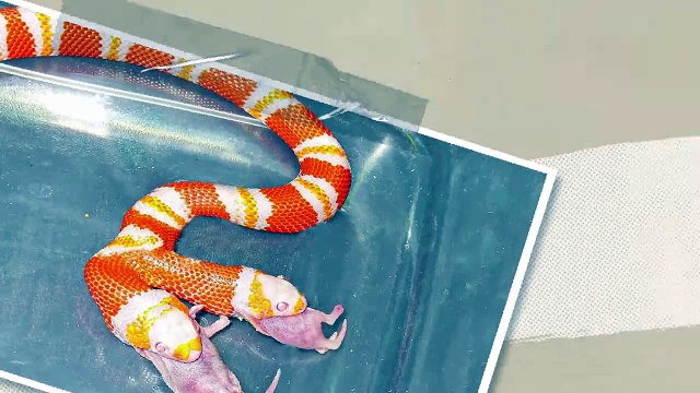 What Would Happen If You Fed Only One Head of a Two-Headed Snake