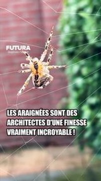 Les araignées : des architectes d'une finesse incroyable ! #science #spider #environnement