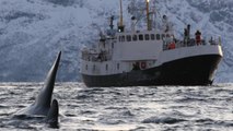 Explicación: Por Qué Las Orcas Atacan A Los Barcos