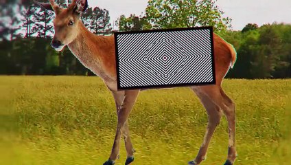 This Is Why Lions Stop Hunting Zebras