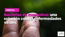Bacterias en mosquitos: una solución contra enfermedades virales