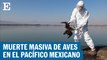 Mueren cientos de aves en las costas mexicanas | EL PAÍS