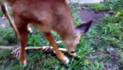 Golden Retriever partage un bâton avec un cerf