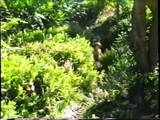 The Jungle Book: Mowgli's Story Bande-annonce (EN)