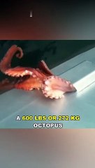 Octopus is one of the most bizarre animals in the world,