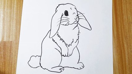 How to draw a rabbit easy step by step for beginners