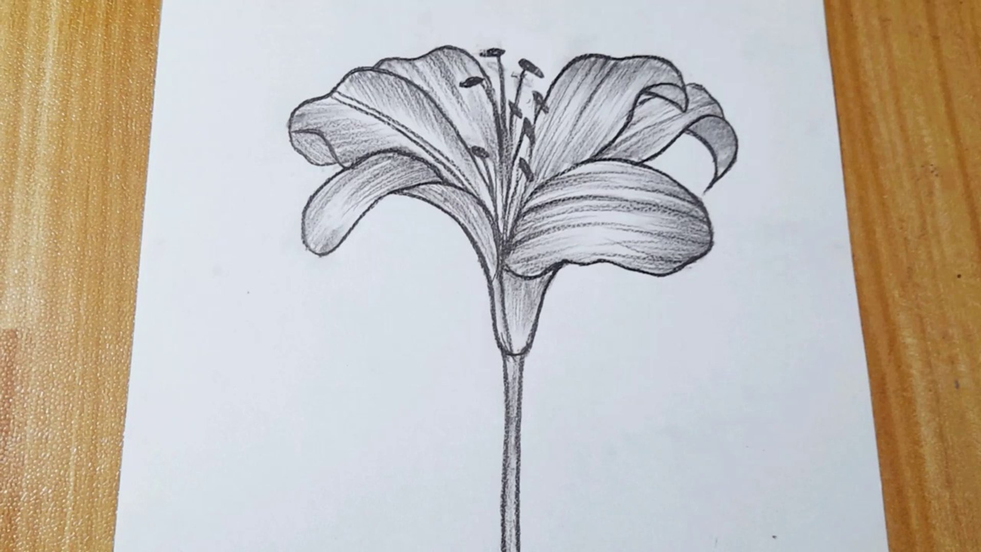How to draw a Lily flower || Easy flower drawing tutorial