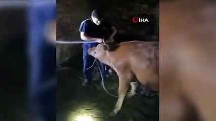 Evin çatı katına kaçan ineği itfaiye kurtardı