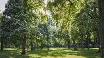 Why Experts Say You Should Grow More Trees in Your Yard