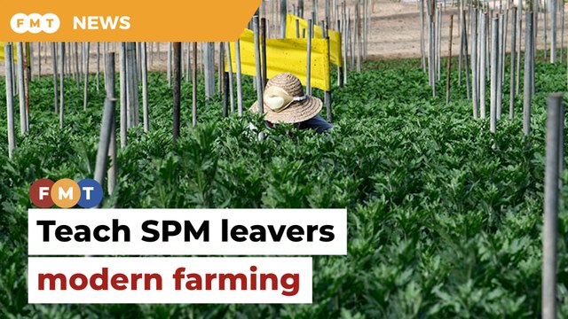 Train SPM leavers as modern farmers, say economists