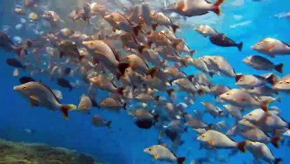 Tahiti : Destination surf Bande-annonce (EN)