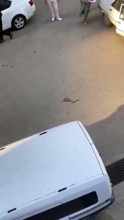 Sinopta yılan paniği