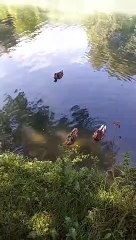 Parc du château de Vizille   Musée de la Révolution française Domaine de Vizille #vizille #france  (23)