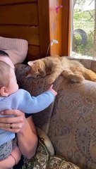 cat Cutest thing you'll see today