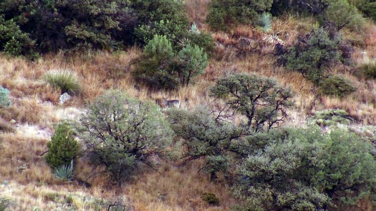 MeatEater Sky Island Solitare Backpack Hunting Coues Deer in Arizona