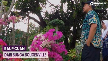Pria di Lamongan Raup Cuan dari Budi Daya Bunga Bougenville