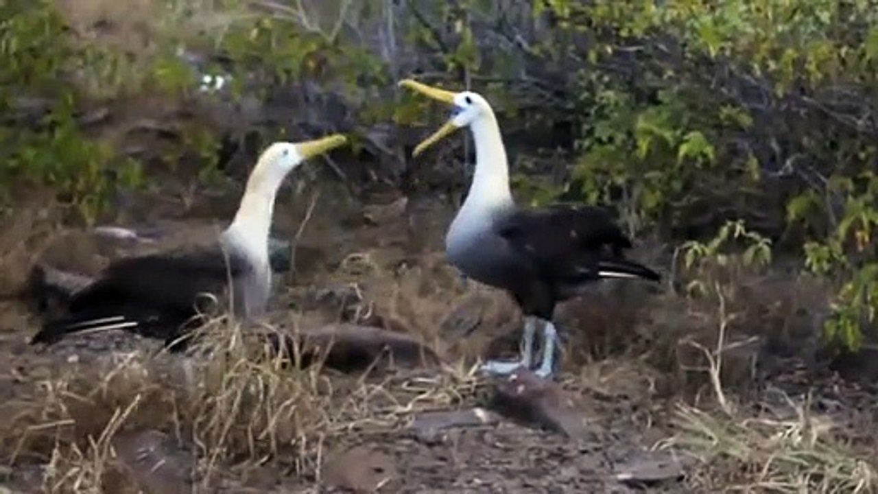 Amazing Albatross, what they are doing, watch and enjoy.