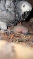 Grey African parrots chicks