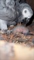 Gray parrot baby and others