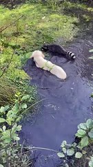 Golden Retriever Cools Off With Her Raccoon Friends