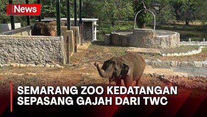 Dua Gajah dari TWC Borobudur Dipindahkan ke Semarang Zoo
