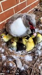 Duck and chicks in wild