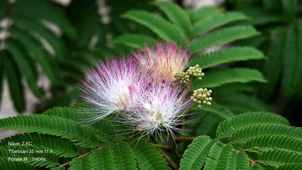 Test objectif ttartisan 35mm f1.4 - Nikon Z-FC