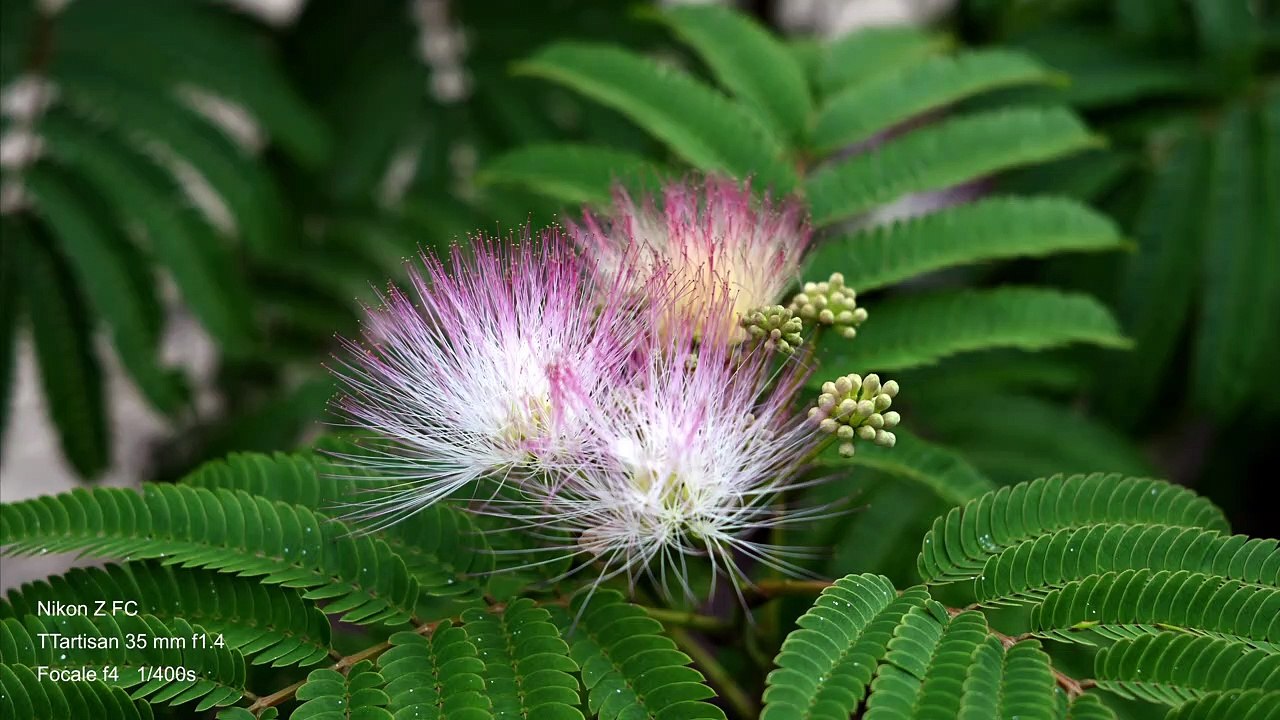 Test objectif ttartisan 35mm f1.4 - Nikon Z-FC