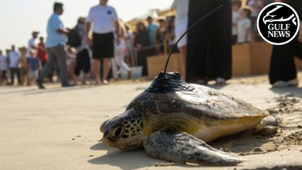 UAE waters witness the release of Zippy and 20 rescued turtles