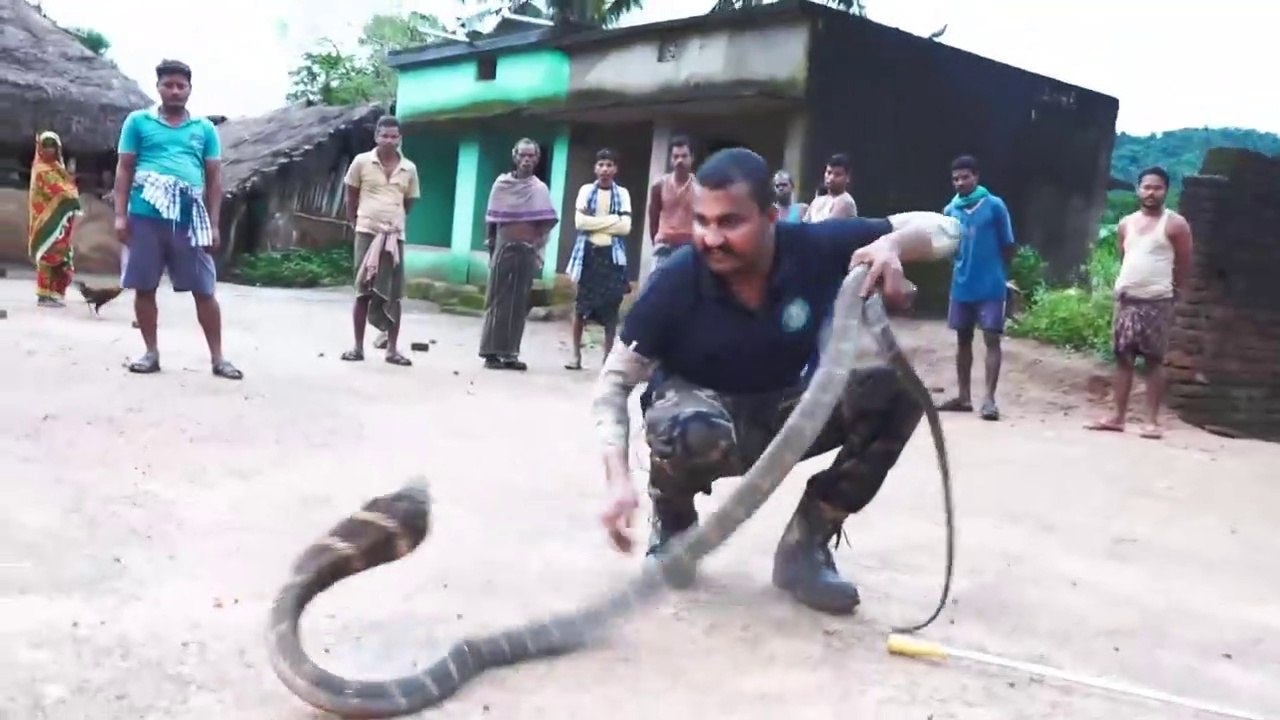 जब झोपडे के अंदर निकला दुनिया का सबसे लंबा सांप, किंग कोबरा जिसे देख कर रुह कांप उठती हैं King Cobra