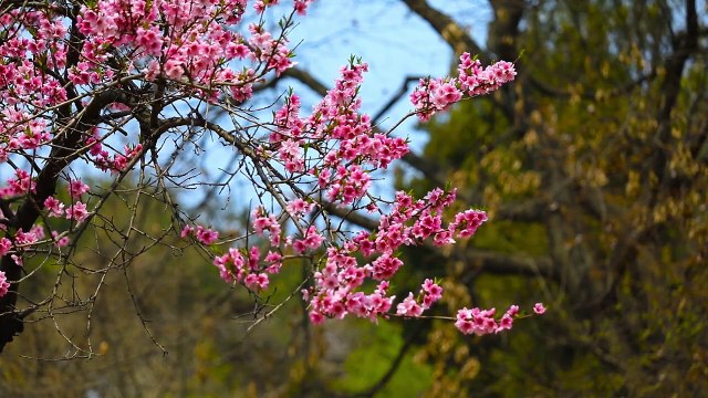 Flute Music for relaxation and meditation || Calming Music, Flute Music, Relax Music ,Spa music